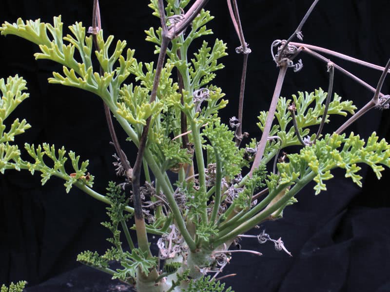 Pelargonium crithmifolium / пеларгония пушистолистная