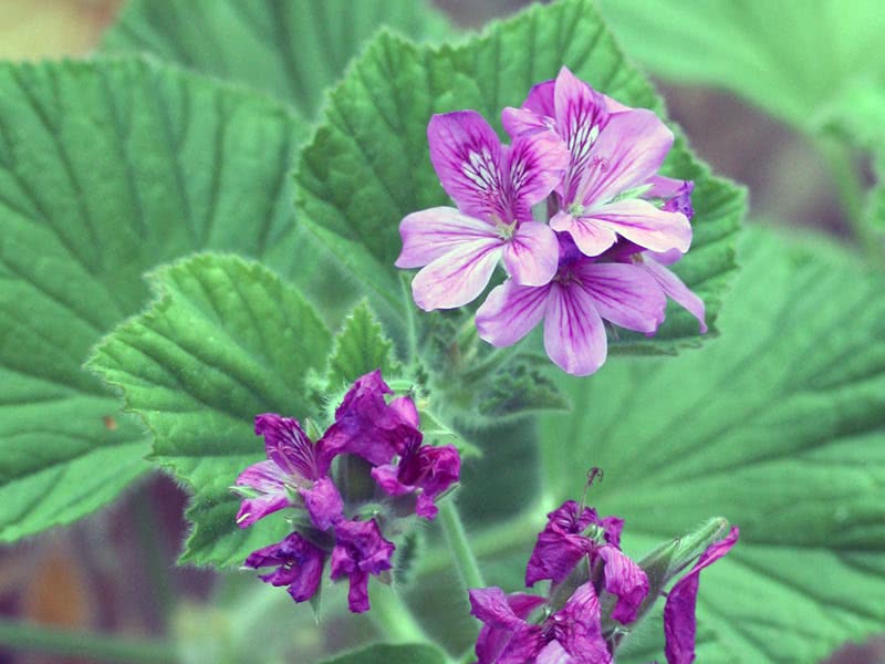 Pelargonium cucullatum / пеларгония клобучковая