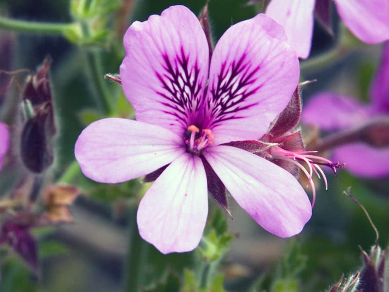 Pelargonium cucullatum / пеларгония клобучковая