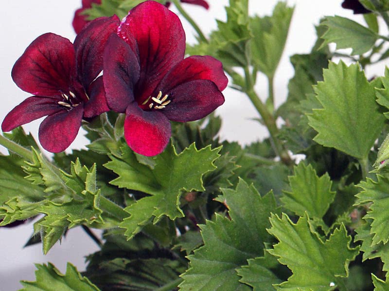 Pelargonium grandiflorum / пеларгония крупноцветковая