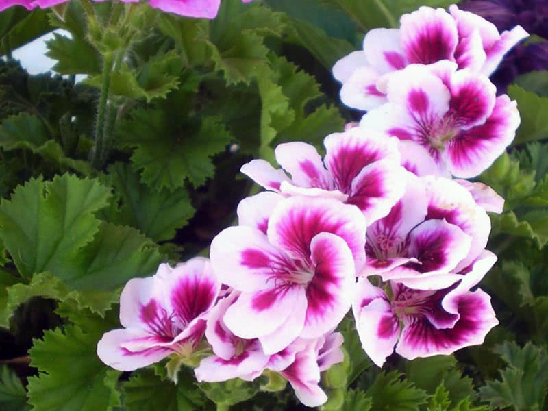 Pelargonium grandiflorum / пеларгония крупноцветковая