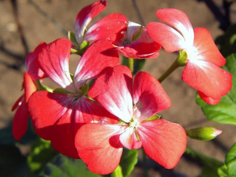 Pelargonium inquinans / пеларгония пачкающая