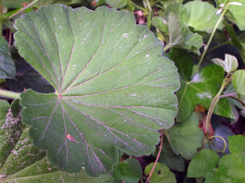 Pelargonium inquinans / пеларгония пачкающая