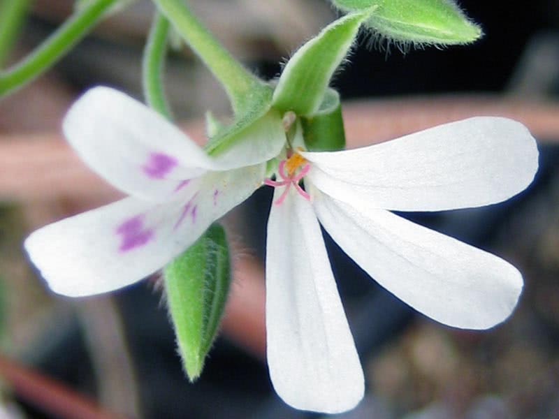 Pelargonium odoratissimum / пеларгония душистая