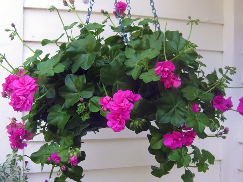 Pelargonium peltatum / пеларгония щитковидная