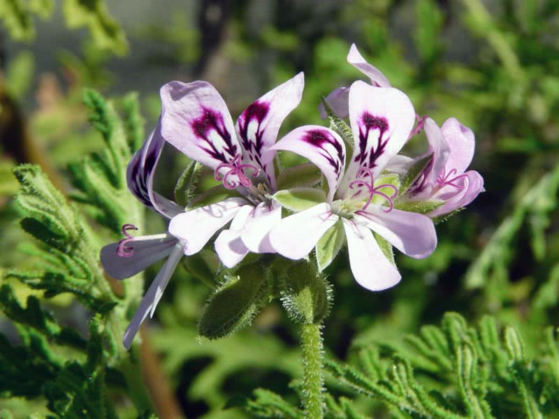 Pelargonium radens / пеларгония розовая