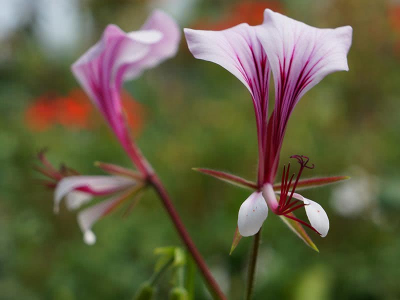Pelargonium tetragonum / пеларгония четырехугольная