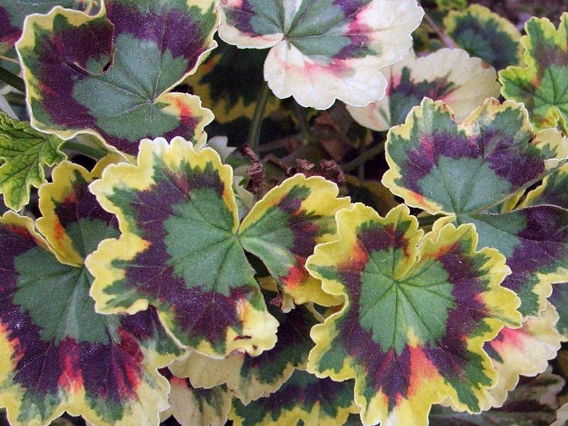 Pelargonium zonale / пеларгония зональная
