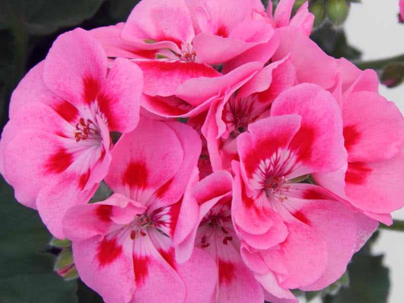 Pelargonium zonale / пеларгония зональная