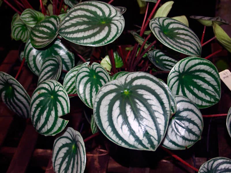 Peperomia argyreia / пеперомия серебристая