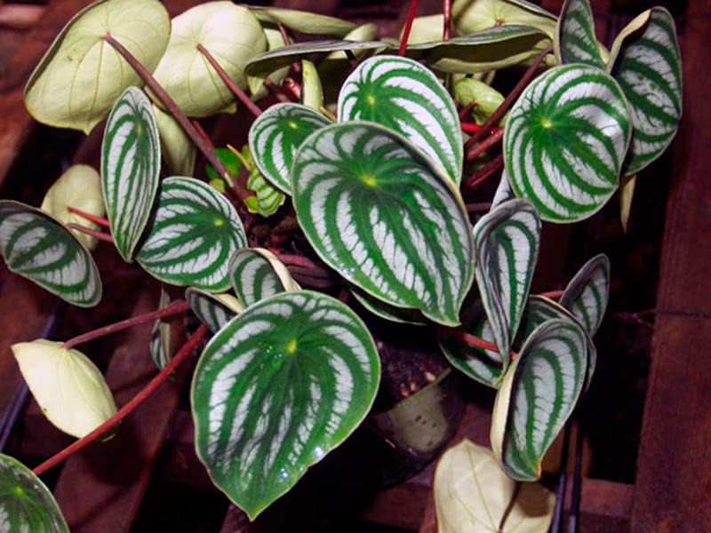 Peperomia argyreia / пеперомия серебристая