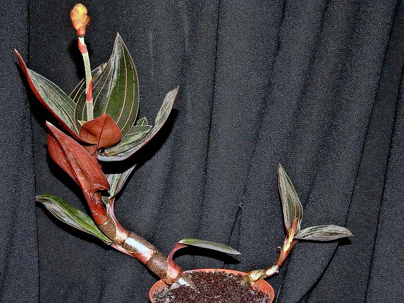 Peperomia blanda / пеперомия приятная