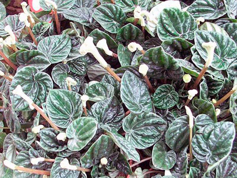 Peperomia caperata / пеперомия сморщенная