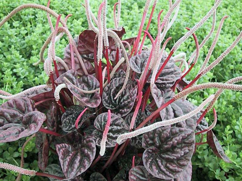 Peperomia caperata / пеперомия сморщенная