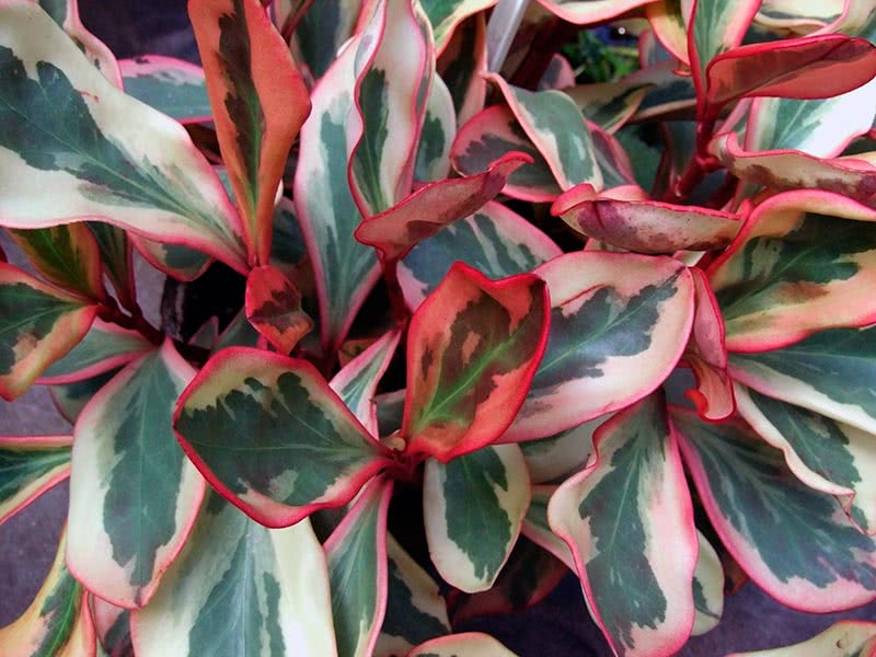 Peperomia clusiifolia / пеперомия клузиелистная