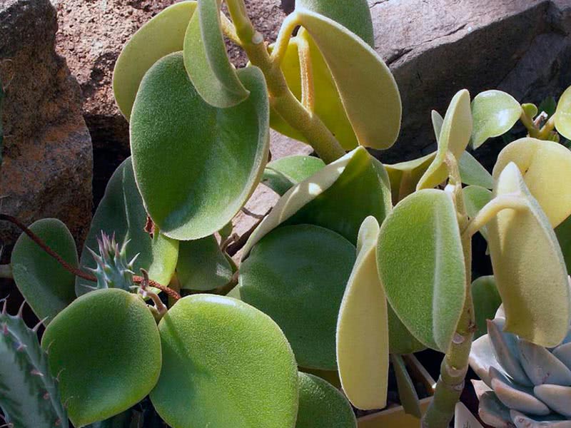 Peperomia incana / пеперомия седая