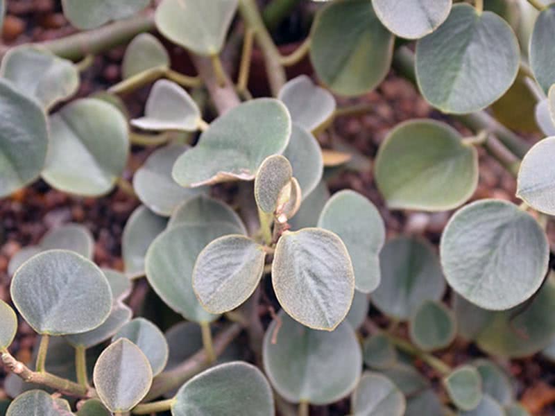 Peperomia incana / пеперомия седая
