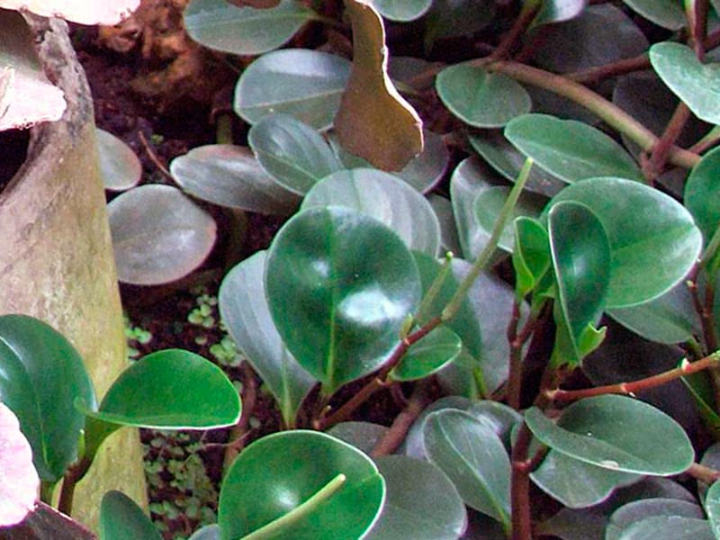 Peperomia obtusifolia / пеперомия туполистная