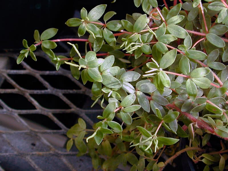 Peperomia rubella / пеперомия красноватая