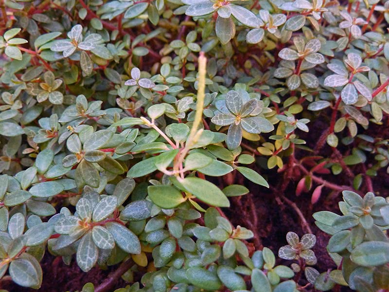 Peperomia rubella / пеперомия красноватая