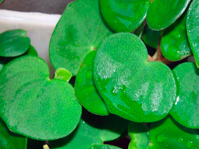 Peperomia serpens / пеперомия ползучая