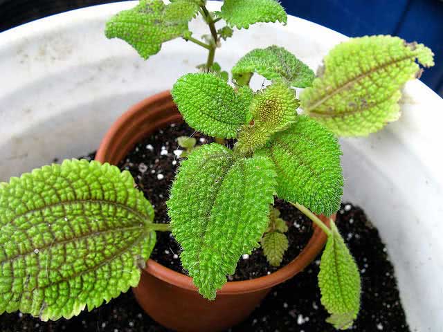 Pilea involucrata / пилея обернутая