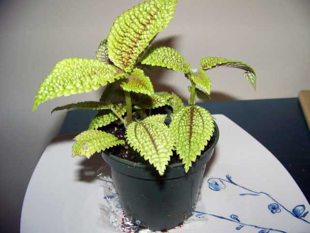 Pilea involucrata / пилея обернутая