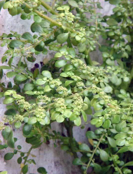 Pilea microphylla / пилея мелколистная