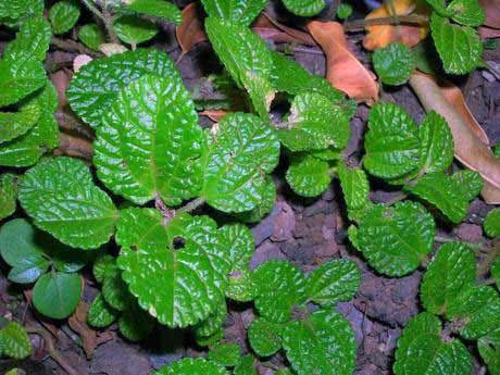 Pilea nummulariifolia / пилея монетолистная