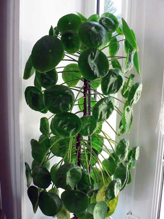 Pilea peperomioides / пилея пеперомиевидная