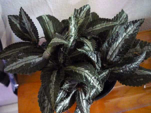 Pilea spruceana / пилея Спруса