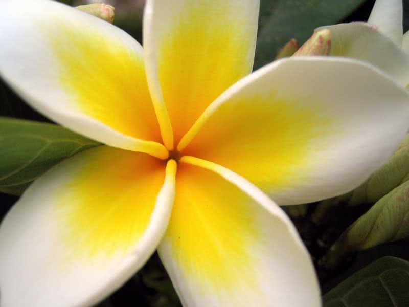 Plumeria alba / плюмерия белая