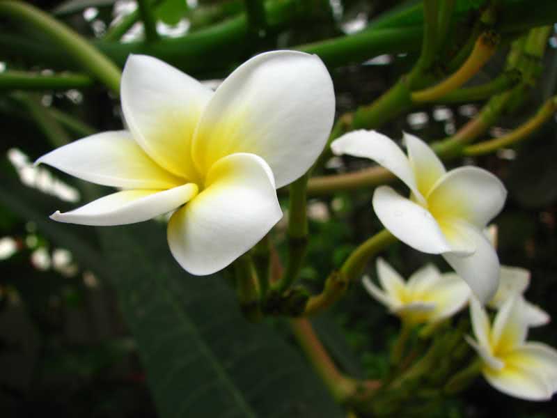 Plumeria alba / плюмерия белая