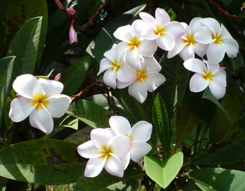 Plumeria alba / плюмерия белая