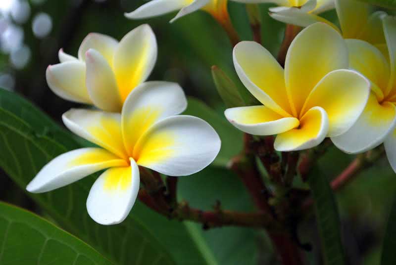 Plumeria alba / плюмерия белая