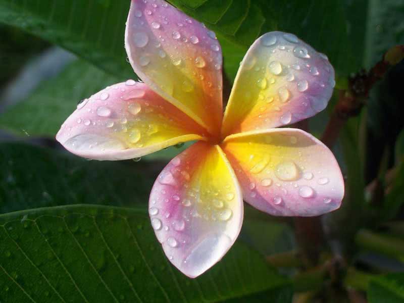 Plumeria rubra / плюмерия красная