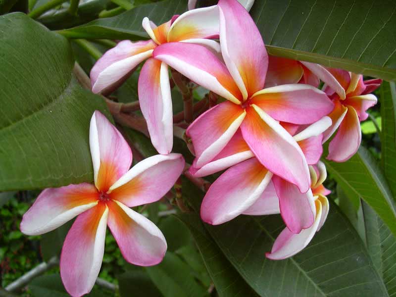 Plumeria rubra / плюмерия красная
