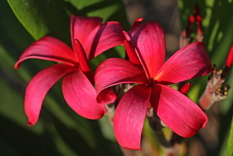 Plumeria rubra / плюмерия красная