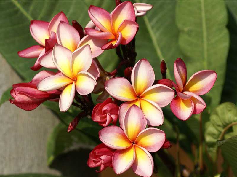 Plumeria rubra / плюмерия красная