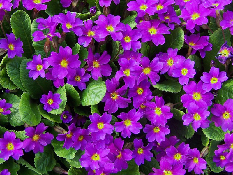 Primula acaulis / примула бесстебельная