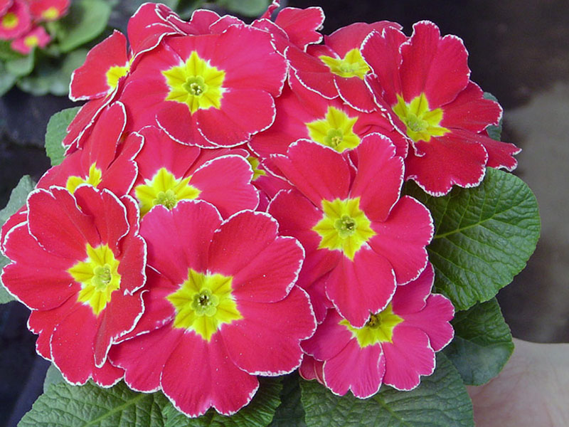 Primula acaulis / примула бесстебельная
