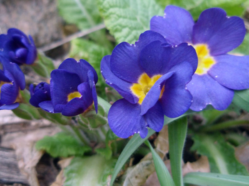 Primula acaulis / примула бесстебельная