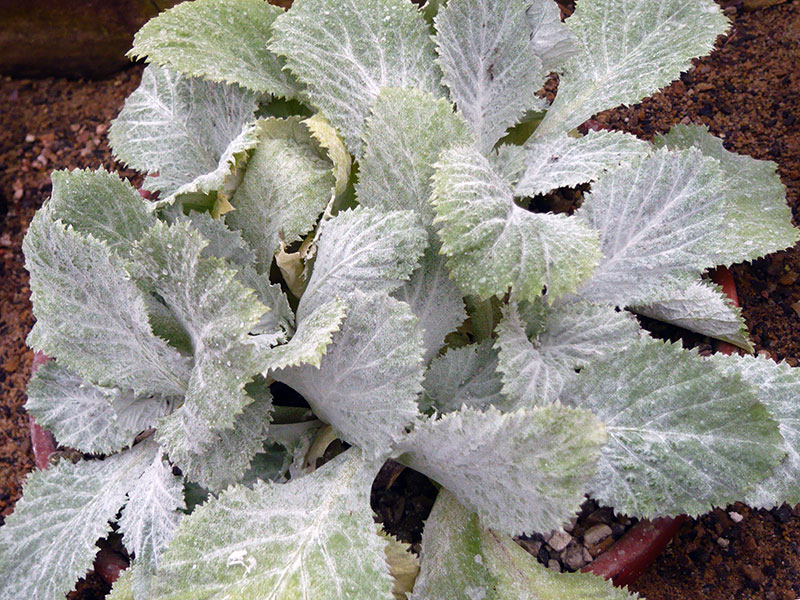 Primula kewensis / примула кьюская