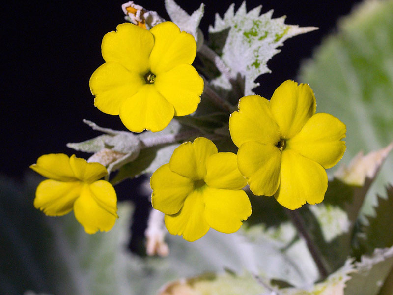 Primula kewensis / примула кьюская