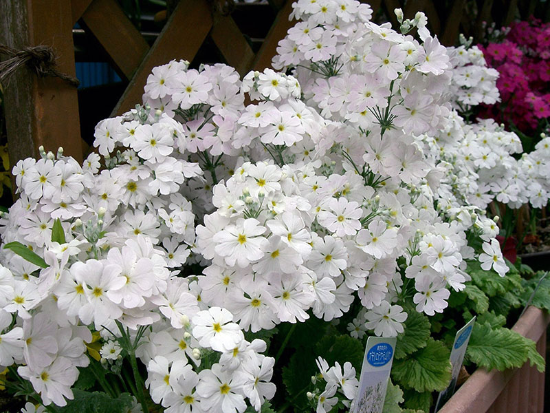 Primula malacoides / примула мягкая (мягколистная)