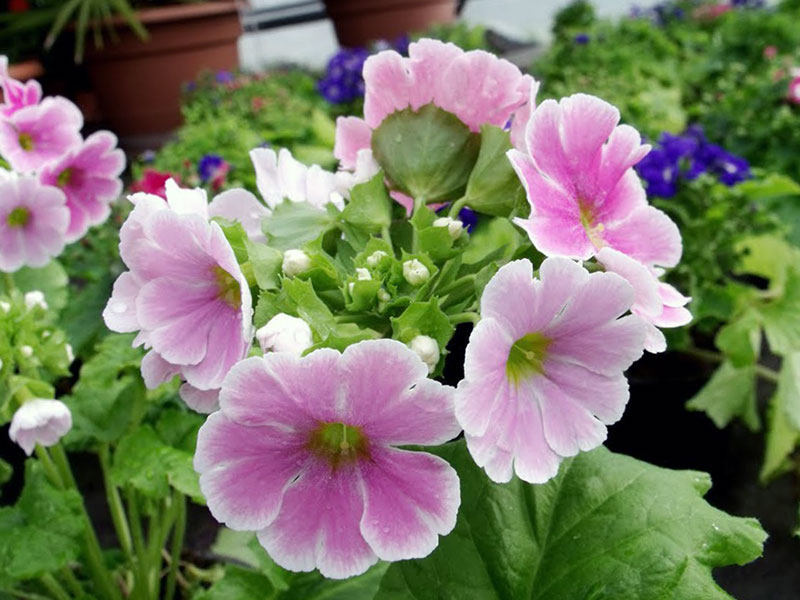 Primula obconica / примула обратноконическая