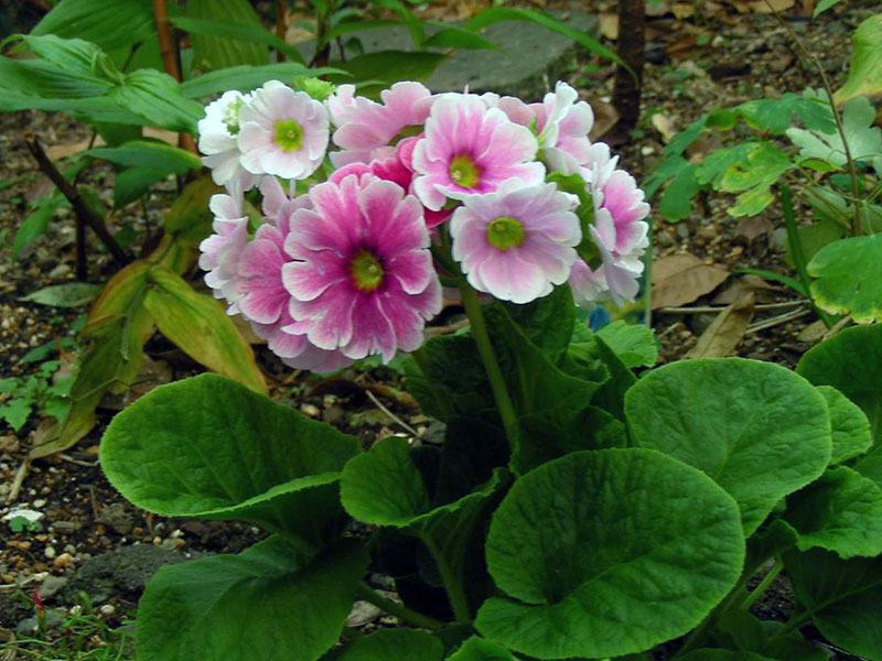 Primula obconica / примула обратноконическая