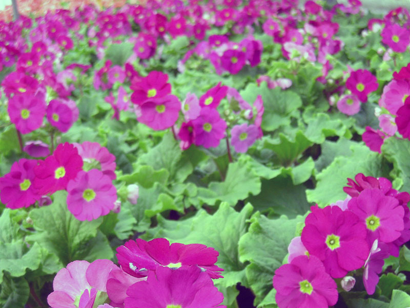 Primula obconica / примула обратноконическая
