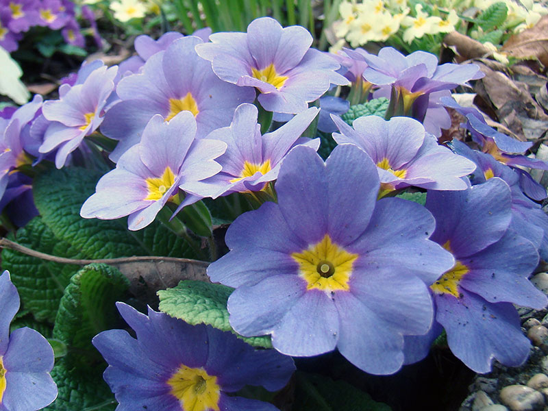 Primula vulgaris / примула обыкновенная