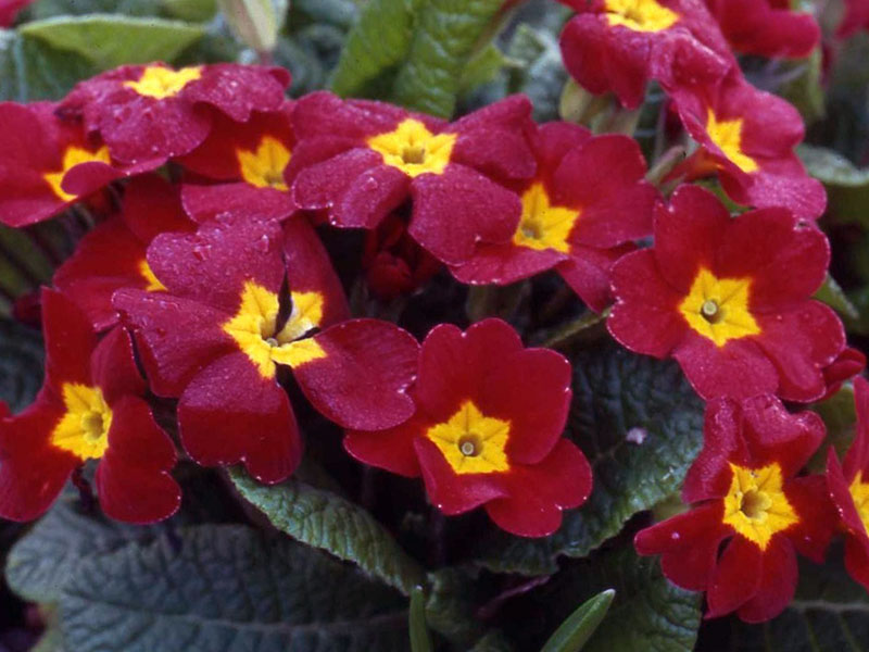 Primula vulgaris / примула обыкновенная